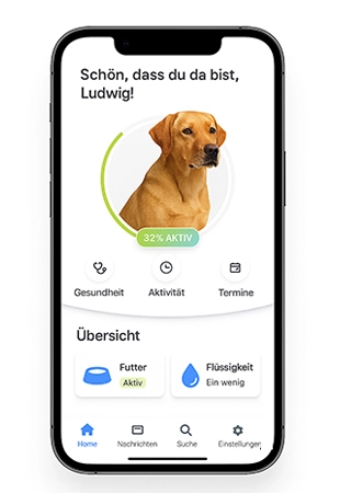 Web-Entwicklung und App-Programmierung – Desktop & Mobile